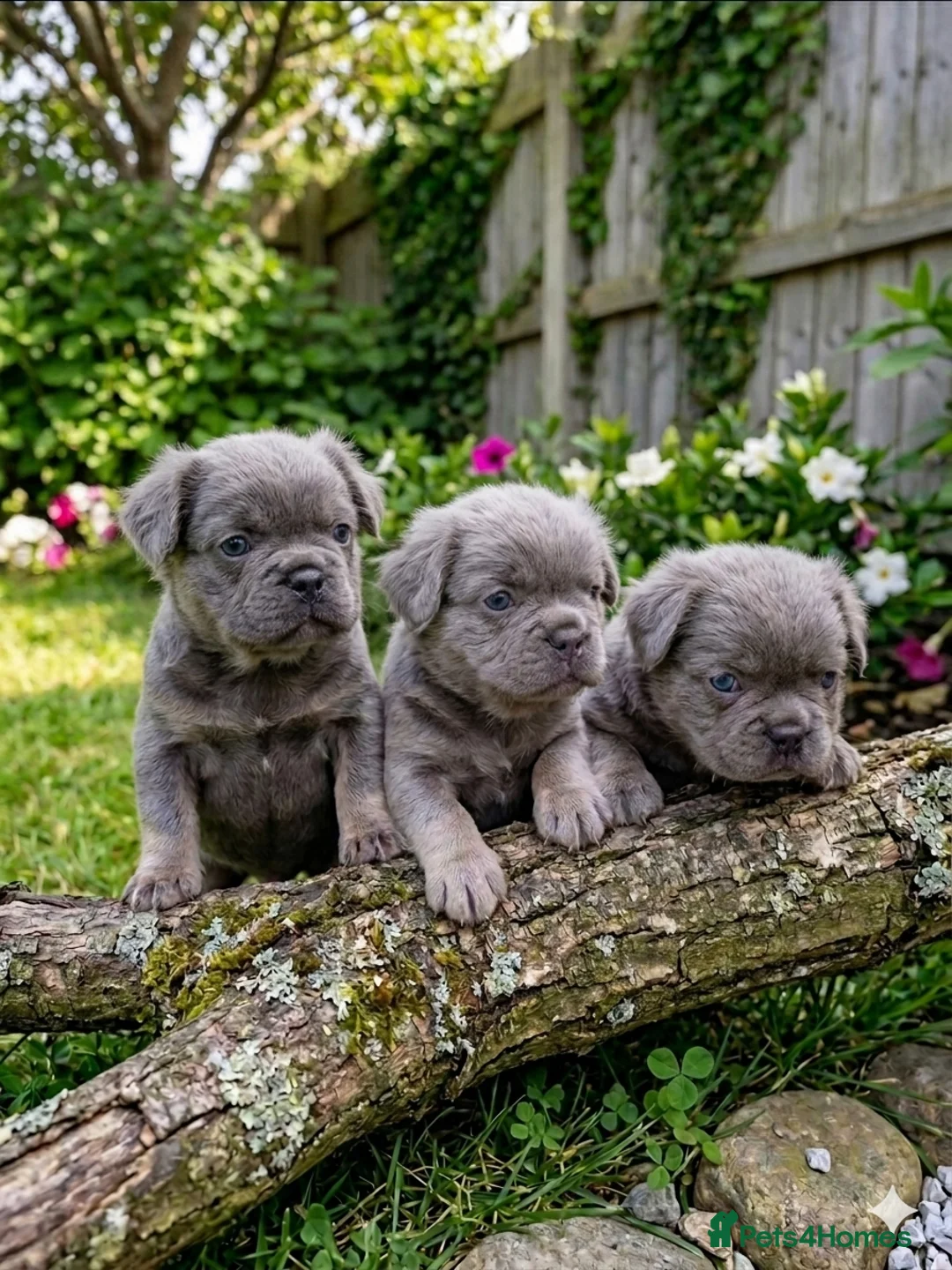 French Bulldog dogs for sale: Fluffy French Bulldog Pups - Advert 1