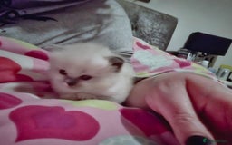 Mixed Breed cats for sale: 🎊RESERVED🎊💖Pure Blue-point mitted Ragdoll ♀️💖 - Image 10