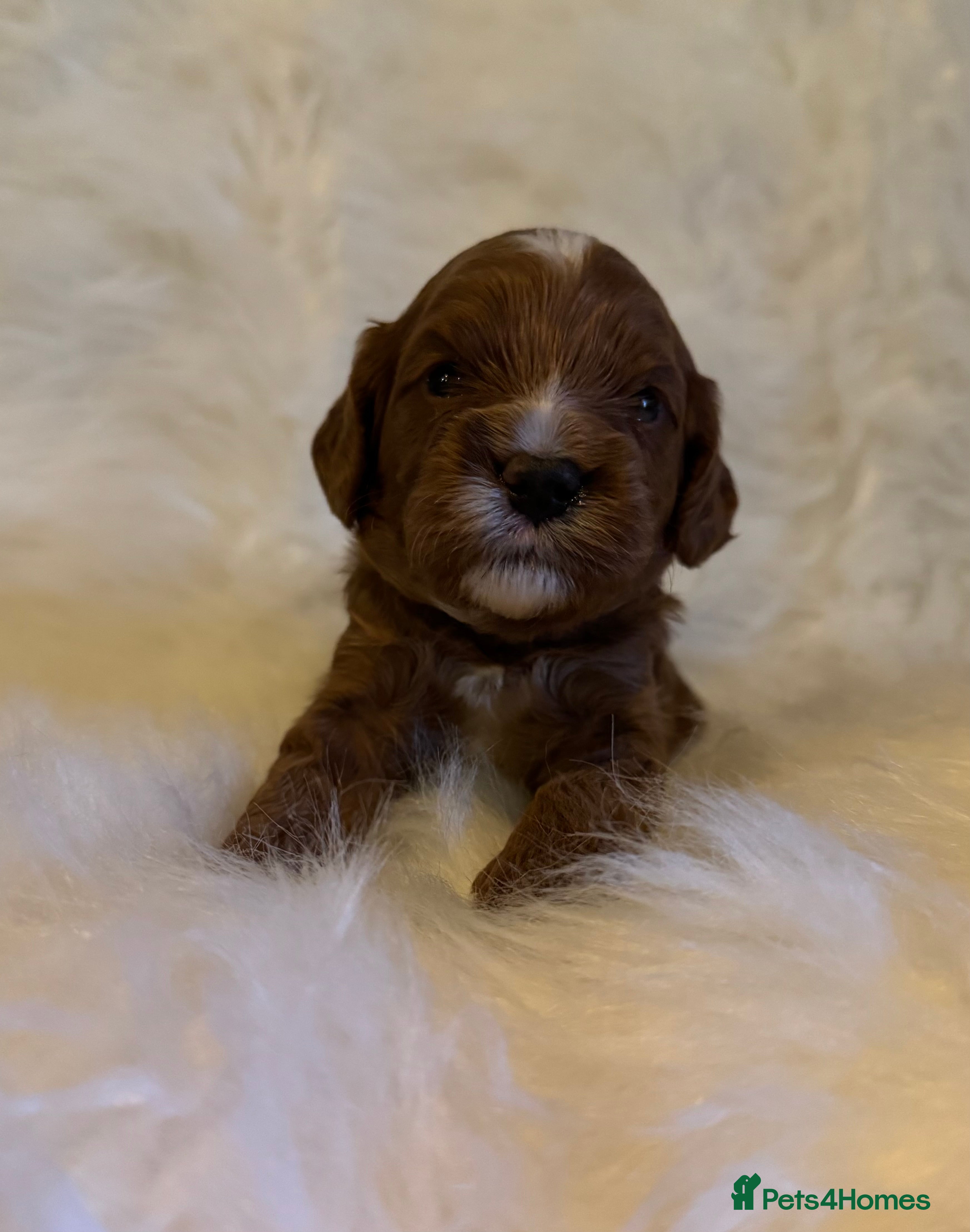 Cavapoo dogs F1 Red Toy Cavapoo Puppies 5* home bred DNA  - Advert 2
