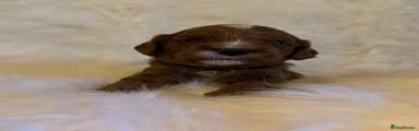Cavapoo 4