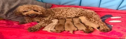 Cavapoo dogs for sale: Cavapoos F1 one last puppy available  - Advert 15