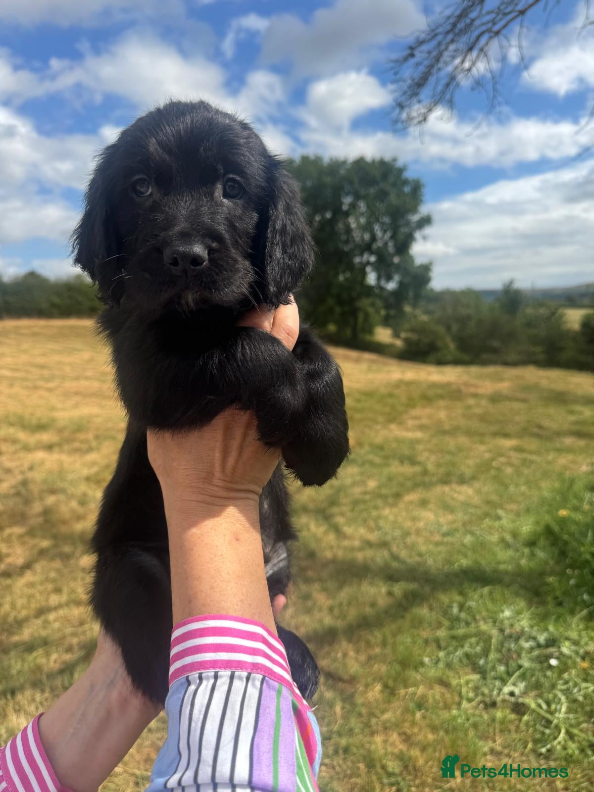 Mixed Breed dogs Spangold Retreiver Pups (Springer/GoldenRetreiver) - Advert 2