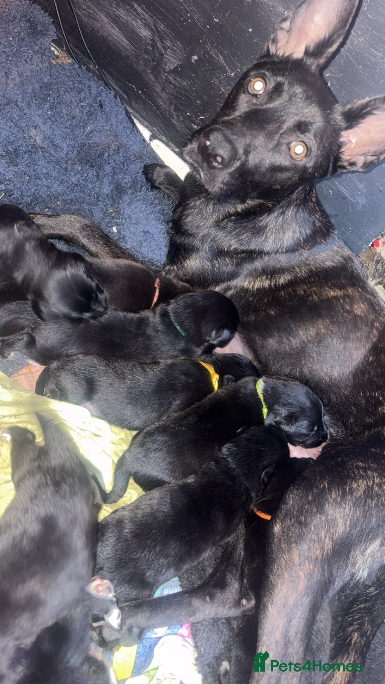 Mixed Breed dogs Mali X collie puppies - Advert 11