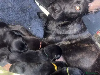 Mixed Breed dogs Mali X collie puppies - Advert 1