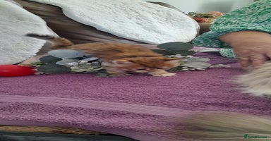 Siberian cats - Advert 1