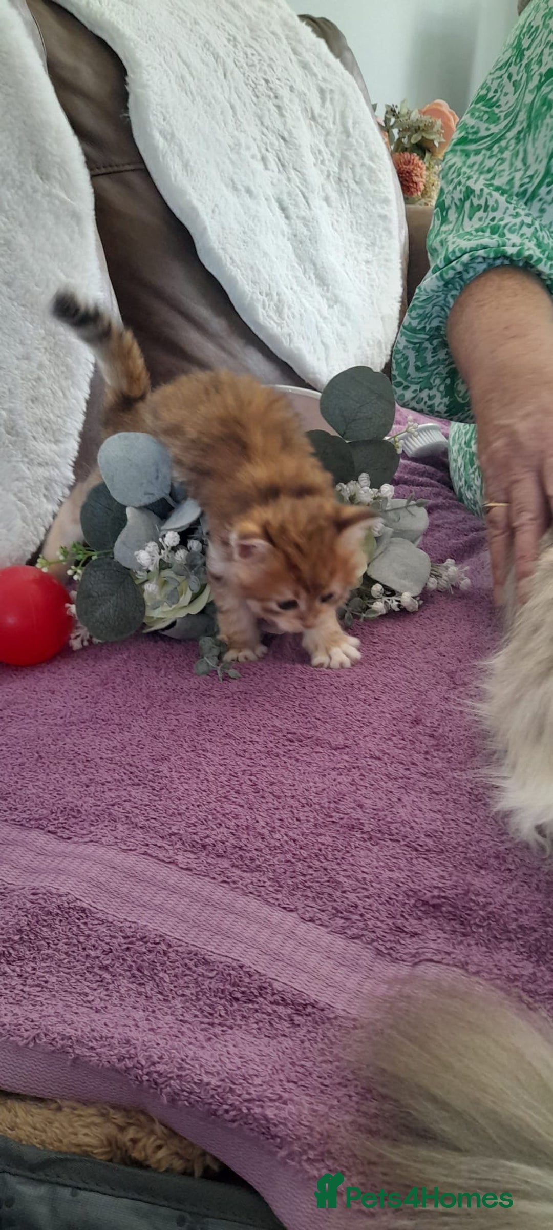 Siberian cats for sale: Siberian GCCF. kittens  - Image 2