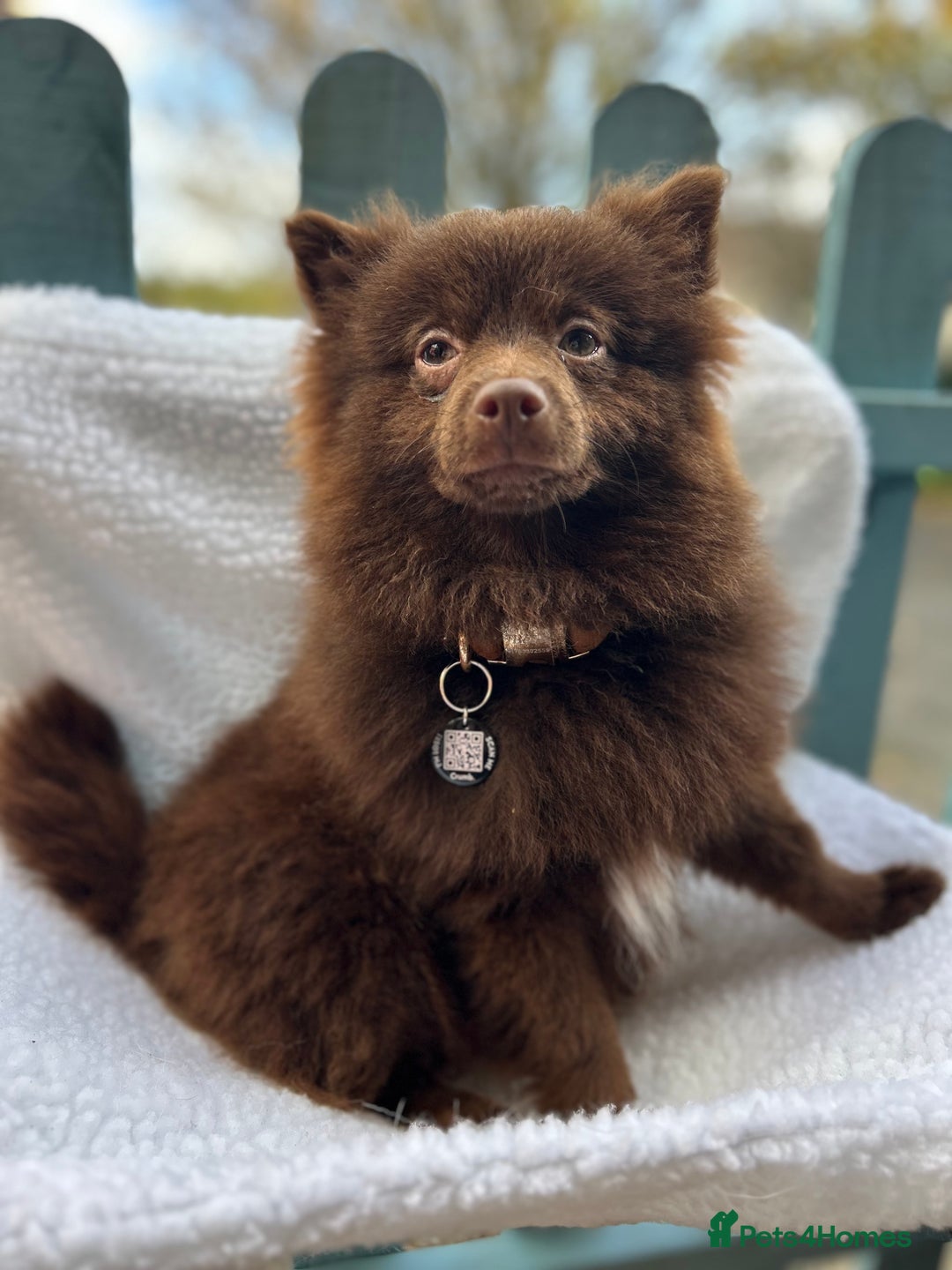 Pomeranian dogs for stud: Pomeranian  - Advert 2