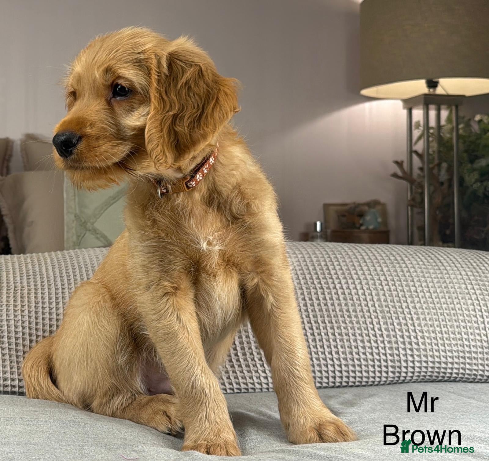 Goldendoodle dogs BEAUTIFUL HEALTHY CHUNKY PUPPIES  - Advert 2