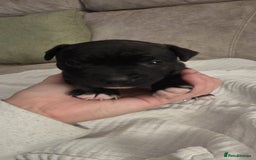 Staffordshire Bull Terrier dogs for sale: 3 Beautiful little staff boys - Image 13