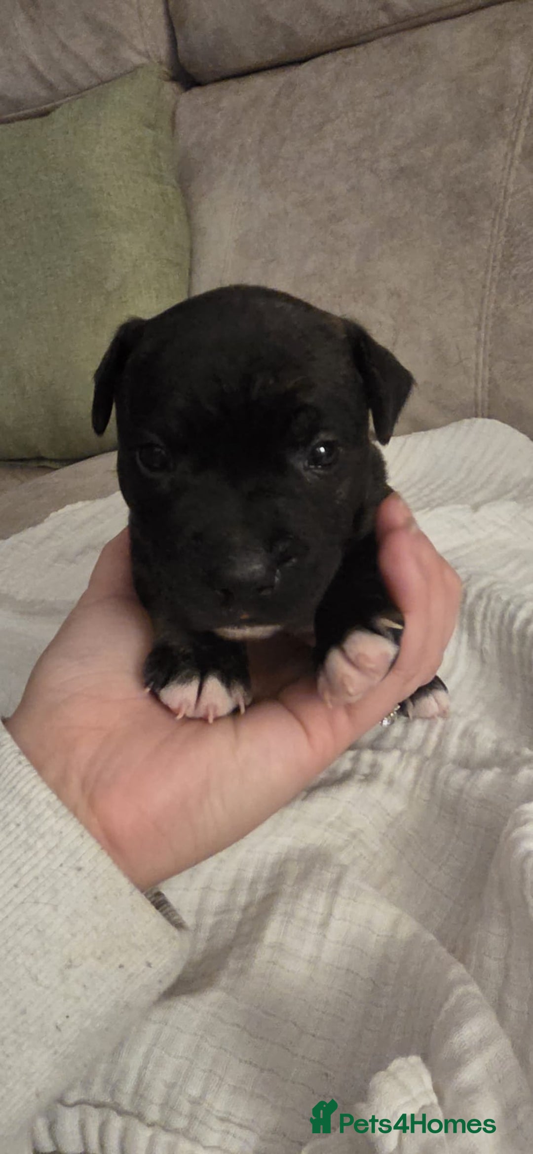 Staffordshire Bull Terrier dogs for sale: 3 Beautiful little staff boys - Image 13