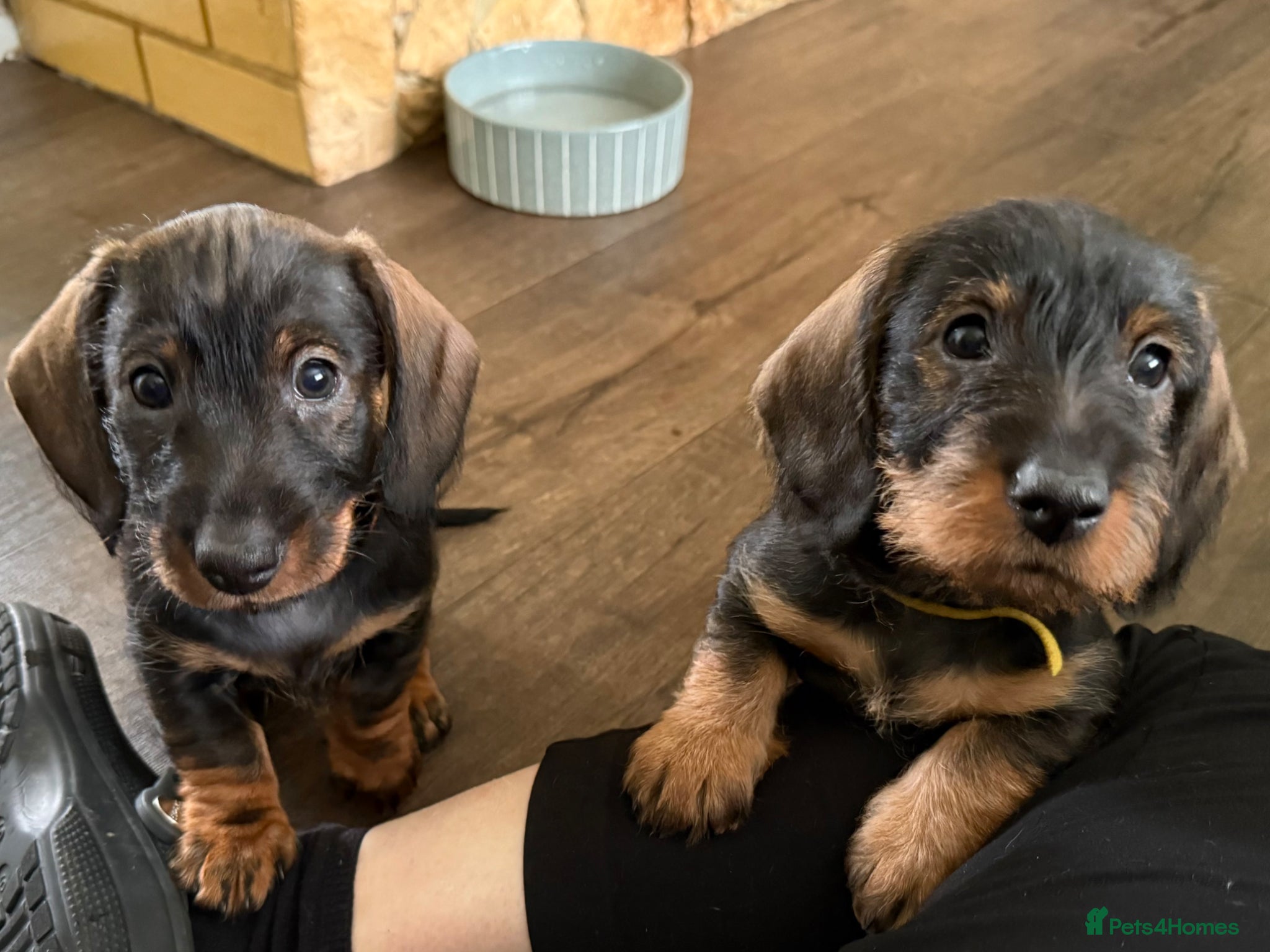 Dachshund dogs Standard Wire Haired Dachshund (2puppies left ) - Advert 16