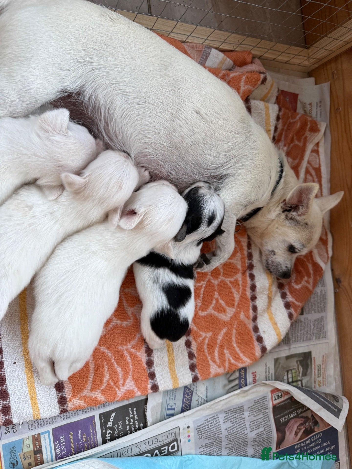 Chihuahua dogs Four gorgeous chihuahua puppies for sale  - Advert 3