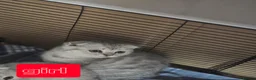 British Shorthair cats for sale: 💗SALE!🥰LAST 2 GIRL 😍Scottish fold😘🩵  - Advert 6