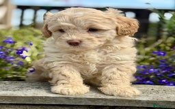 Cavapoo dogs for sale: Beautiful Cavapoo pups  - Image 3
