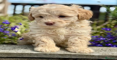 Cavapoo dogs - Advert 1