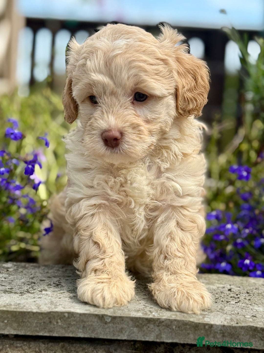 Cavapoo dogs for sale: Beautiful Cavapoo pups  - Image 3