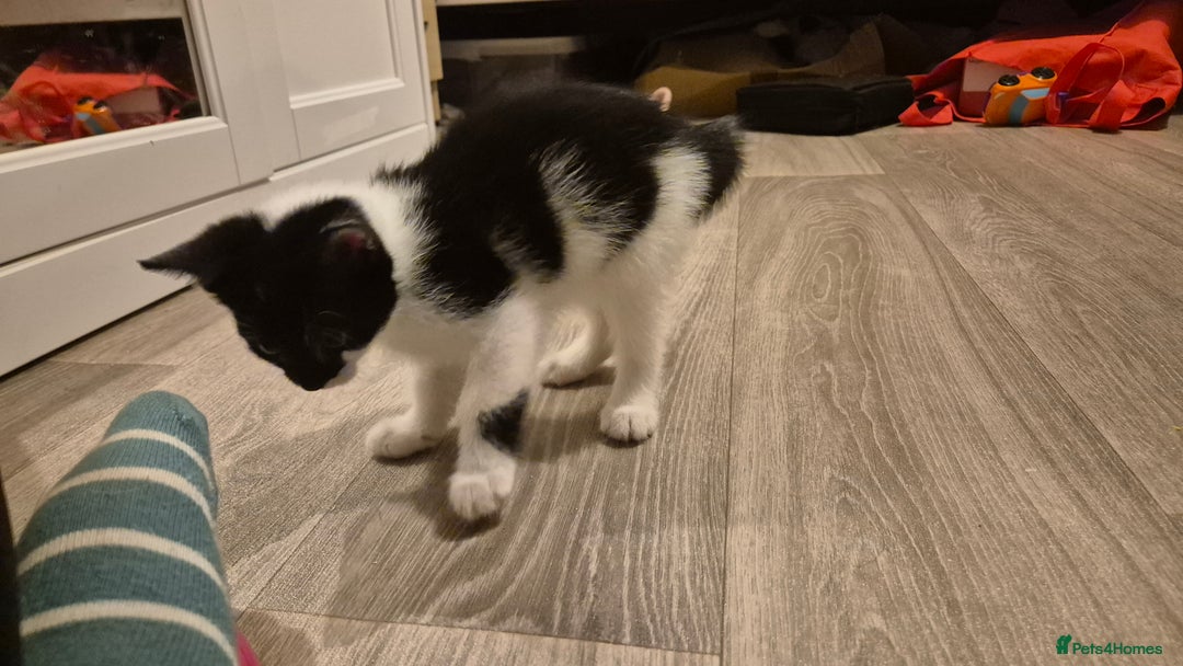 Mixed Breed cats for sale: 2 female kittens available and ready to leave  - Advert 13