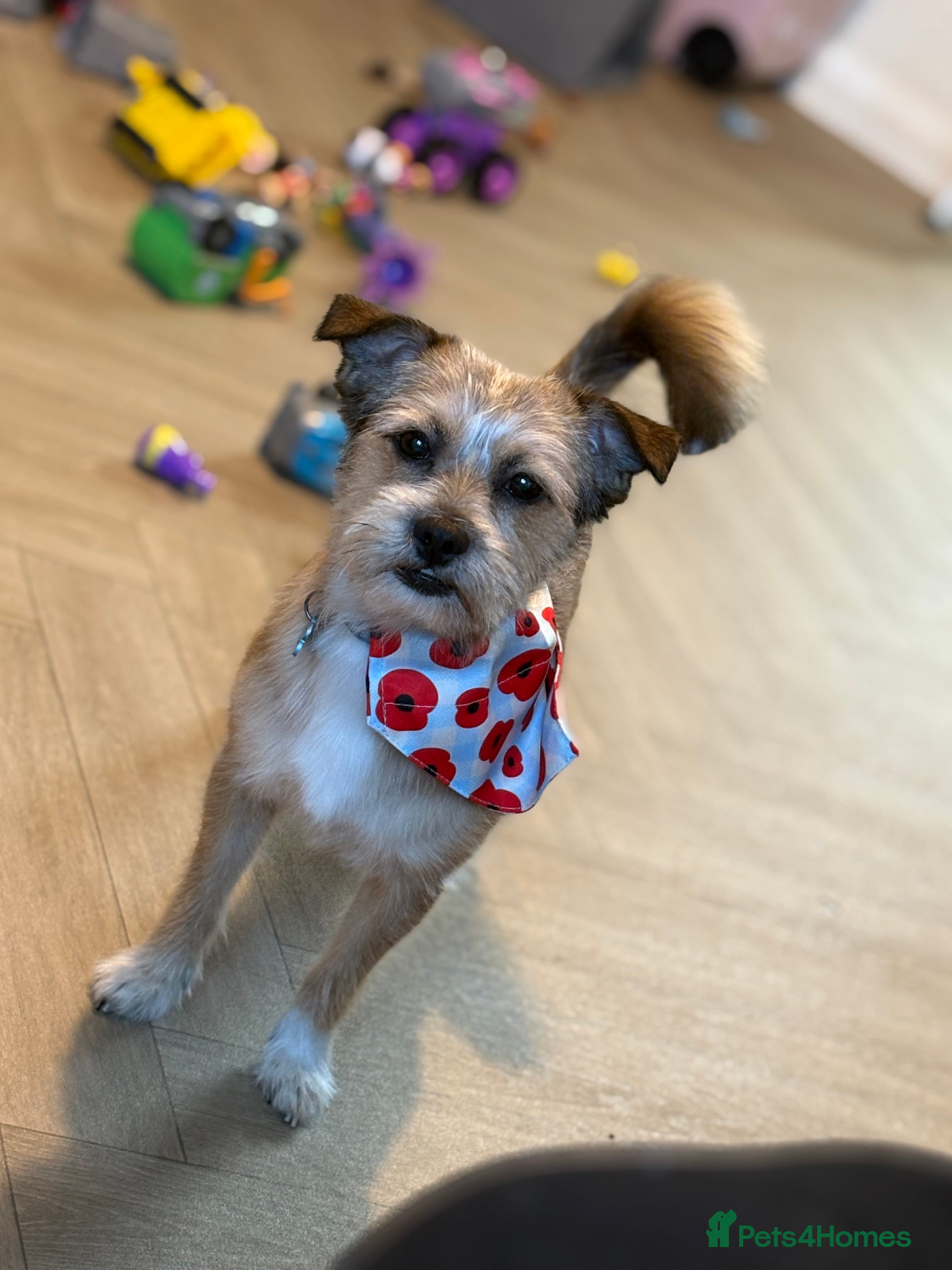 Mixed Breed dogs This is Bear - Advert 1