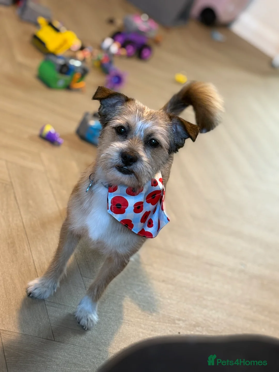 Mixed Breed dogs for sale: This is Bear - Advert 1