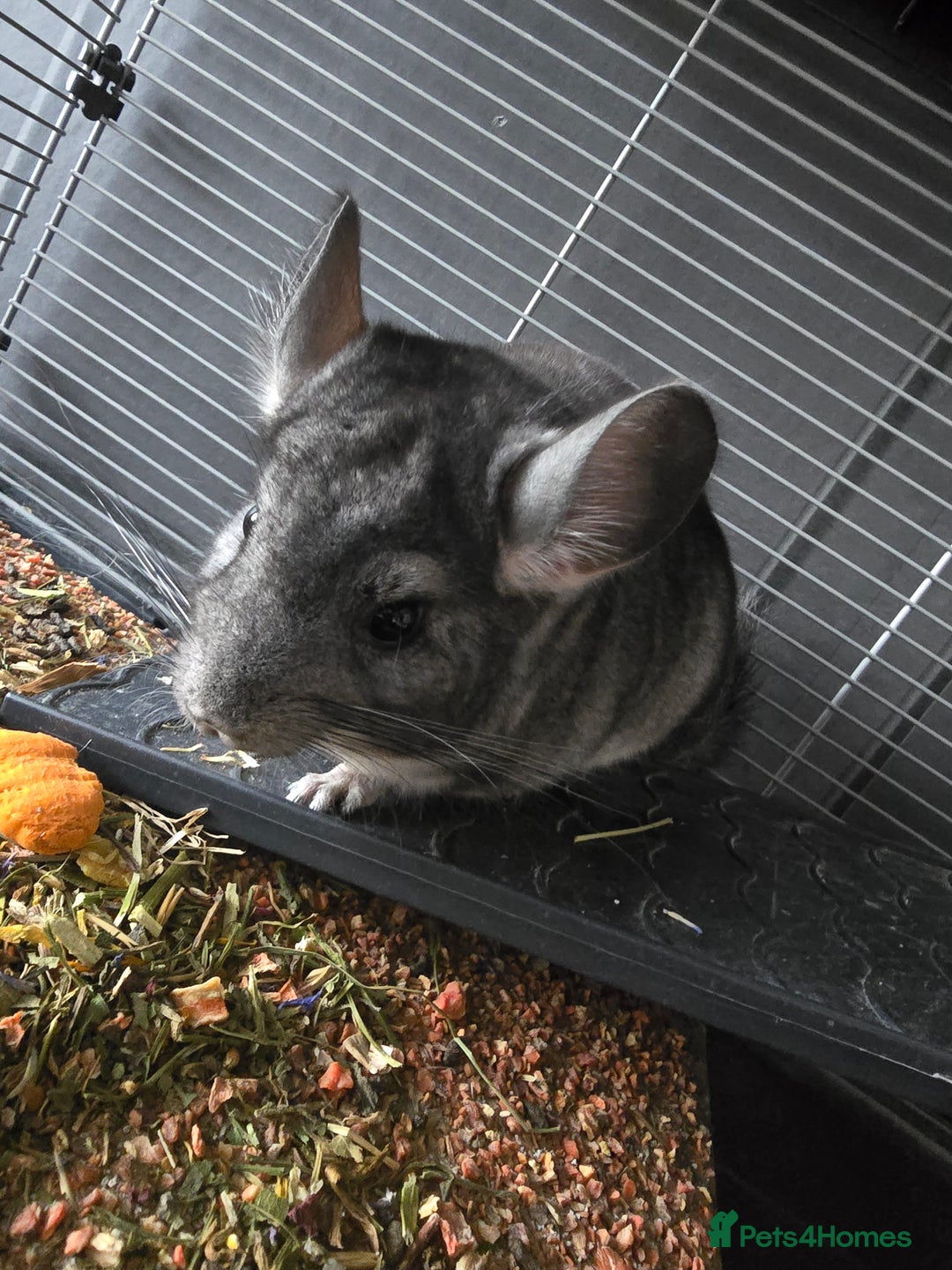 Chinchilla rodents for sale: Lovely Chinchilla For Sale - 1 Year Old Boy - Image 4