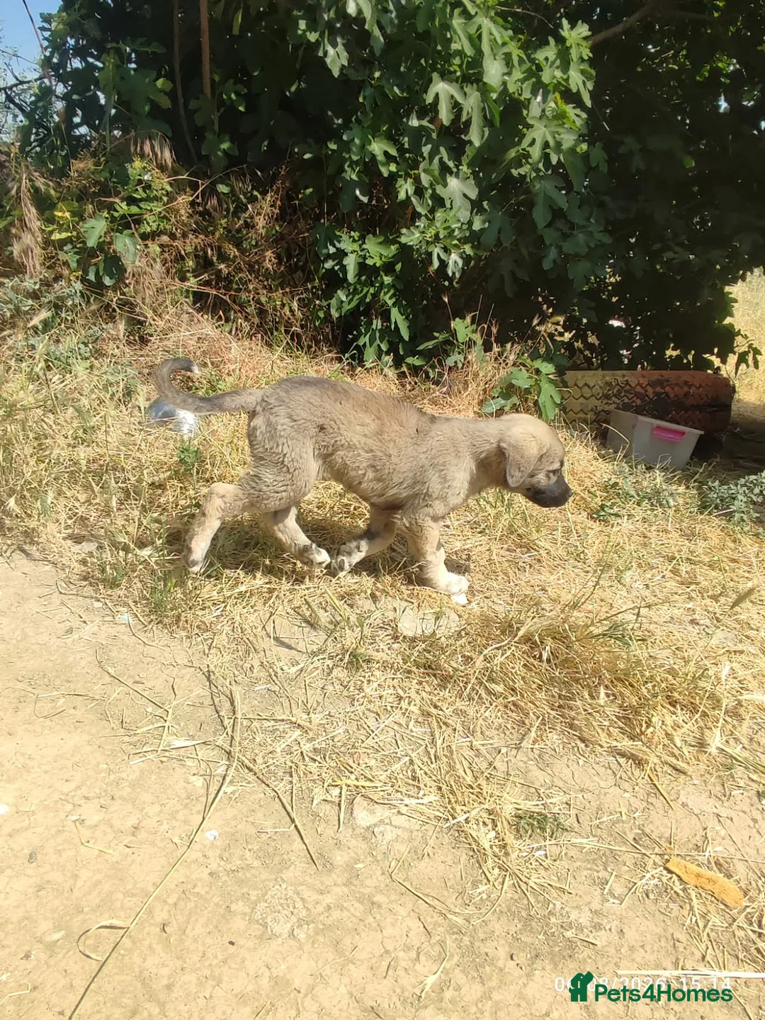 Mixed Breed dogs for adoption: Pepper is 18 week  shepherd mix Macedonian rescue  - Advert 2