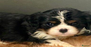 Cavalier King Charles Spaniel dogs - Advert 14