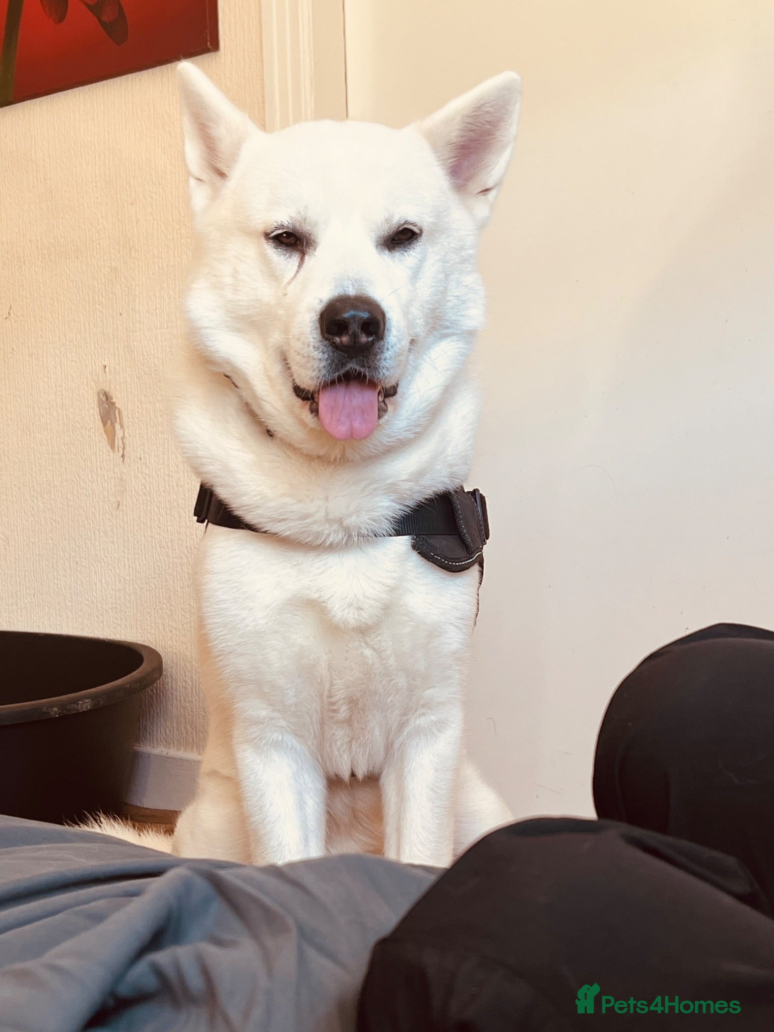 Siberian Husky dogs Looking to stud my beautiful man out  - Advert 10