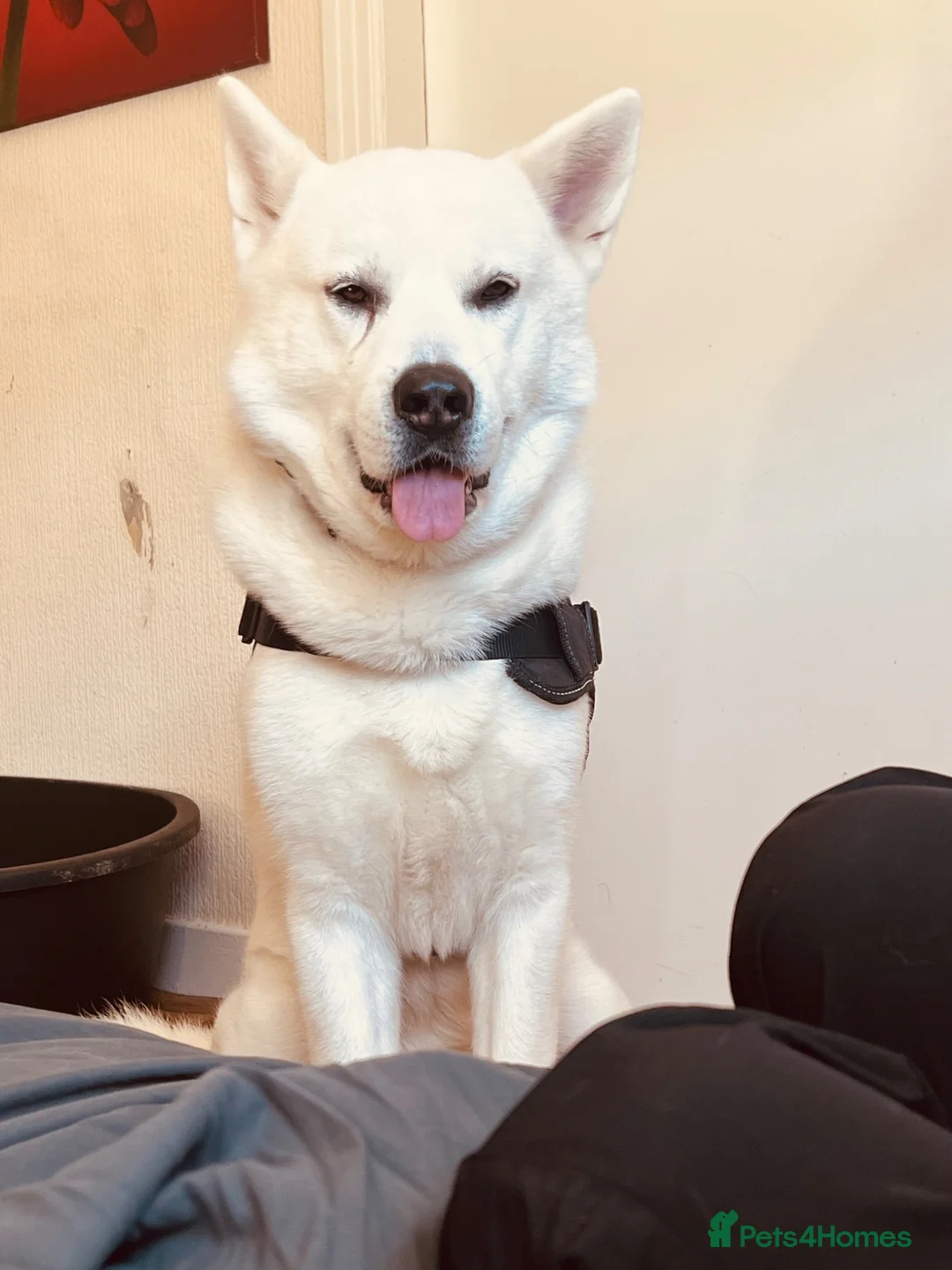 Siberian Husky dogs for stud: Looking to stud my beautiful man out  in Brechin - Advert 1