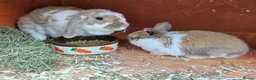 Mini Lop rabbits for sale: Mother & Bunnie for sale together  - Advert 3