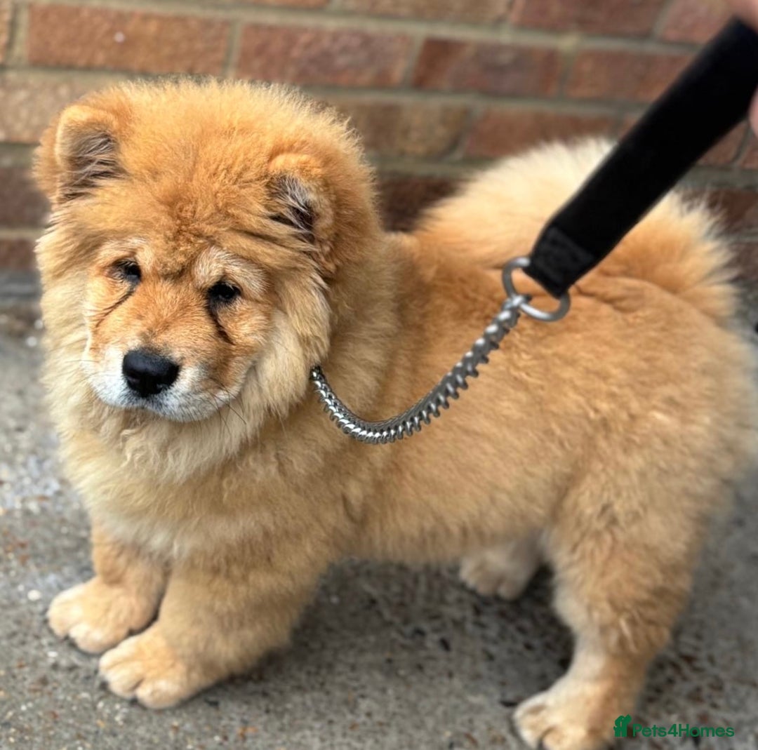 Chow Chow dogs for sale: 5 UNREAL QUALITY CHOWS 😍🦁 final reductions!  - Image 8