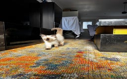 Ragdoll cats for sale: 10 weeks old Ragdoll kitten £400 - Image 6