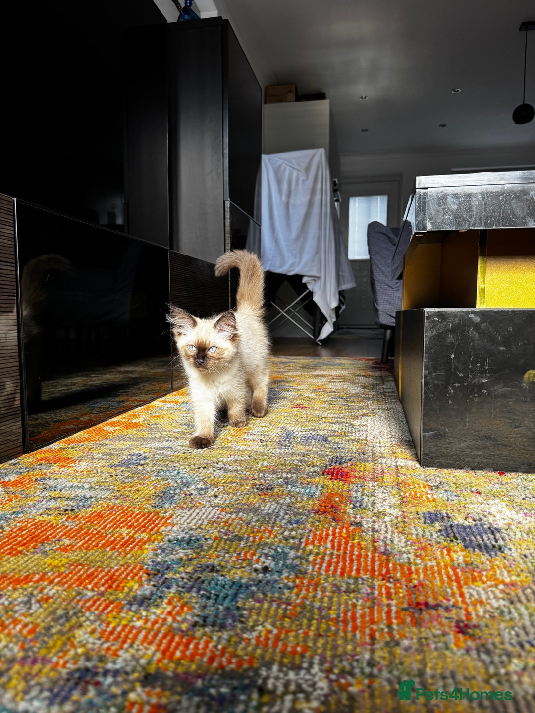 Ragdoll cats for sale: 10 weeks old Ragdoll kitten £400 - Image 6
