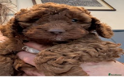 Cockapoo dogs for sale: Red, Chocolate and Merle Cockapoo Puppies - Image 13
