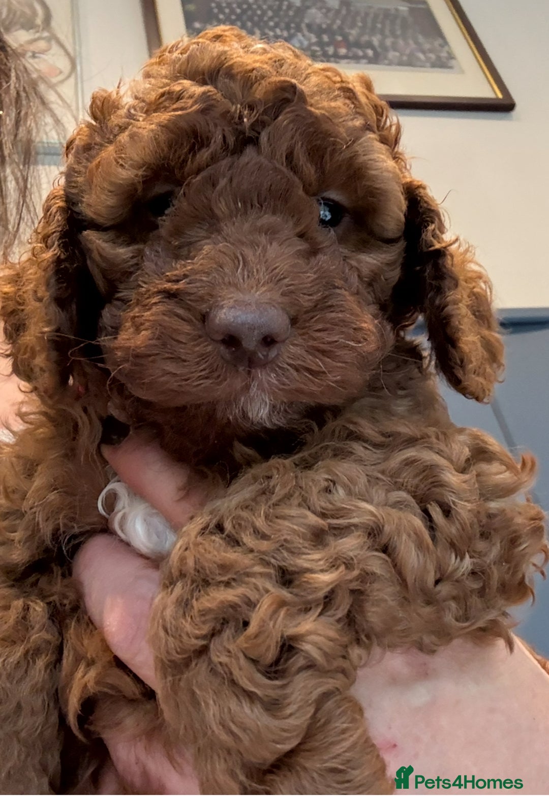 Cockapoo dogs for sale: Red, Chocolate and Merle Cockapoo Puppies - Image 13