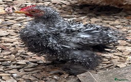 Chickens poultry for sale: Pair of pekins frizzle & trio - Image 1