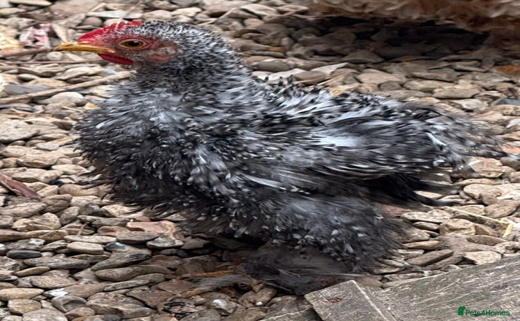 Chickens poultry - Advert 13