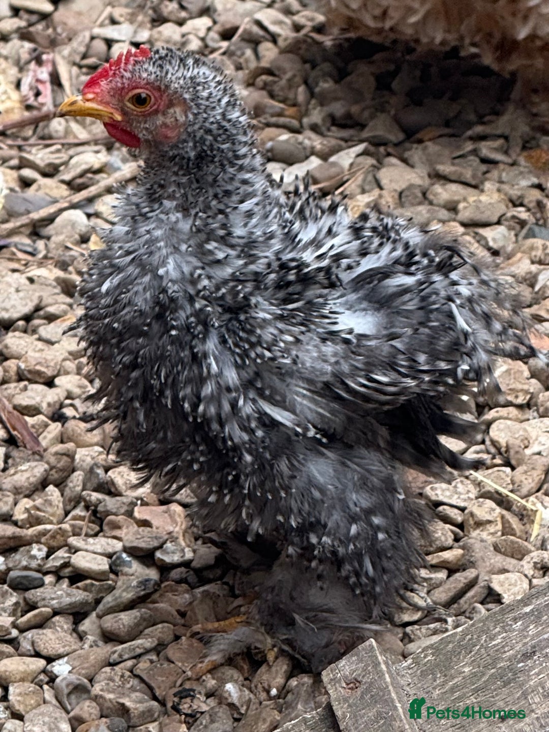 Chickens poultry for sale: Pair of pekins frizzle & trio - Image 1