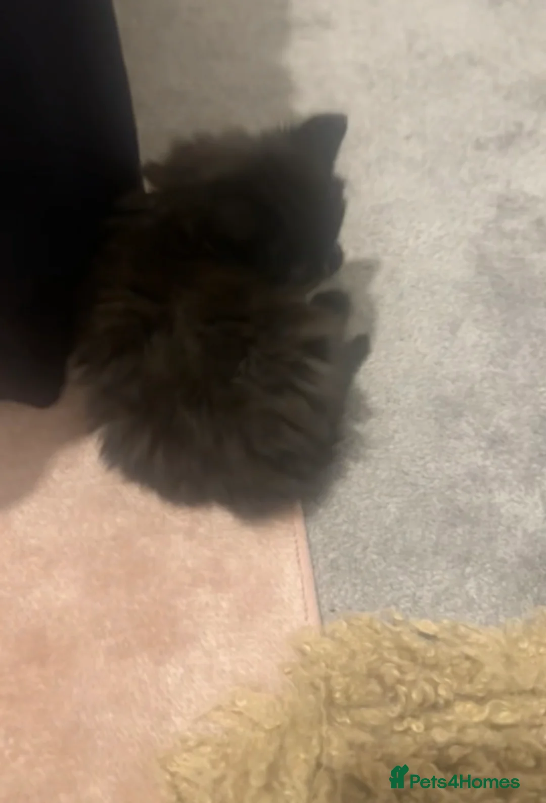 Maine Coon cats for sale: 4XXL maine coon kiittens in Leeds - Advert 2