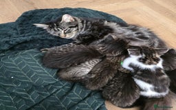 Mixed Breed cats for sale: Fluffy Kittens - Image 9