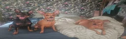 Miniature Pinscher dogs for sale: Adorable miniature pinscher puppies  - Advert 11