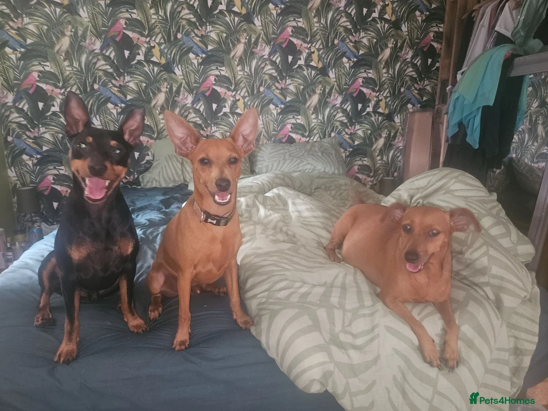 Miniature Pinscher dogs for sale: Adorable miniature pinscher puppies  - Advert 11