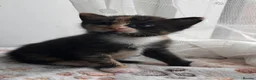 Mixed Breed cats for sale: Domestic shorthair female kittens - Advert 8