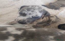 Great Dane dogs for sale: Beautiful KC registered Great Dane Puppies  - Image 9