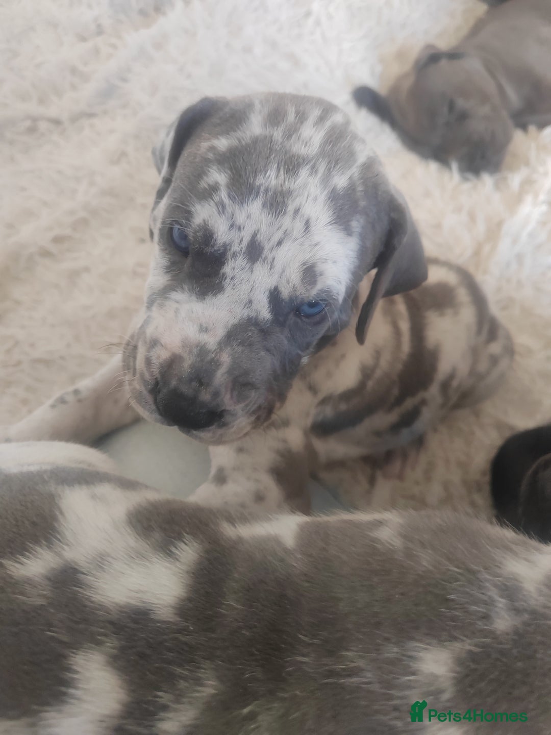 Great Dane dogs for sale: Beautiful KC registered Great Dane Puppies  - Image 9