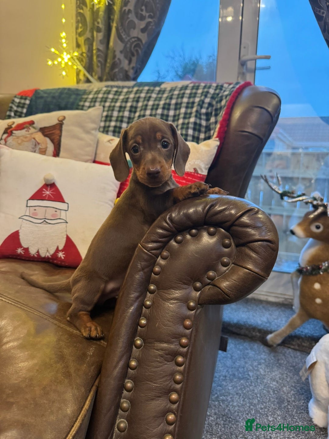 Dachshund dogs for sale: Miniature Dachshund Puppies  - Advert 5