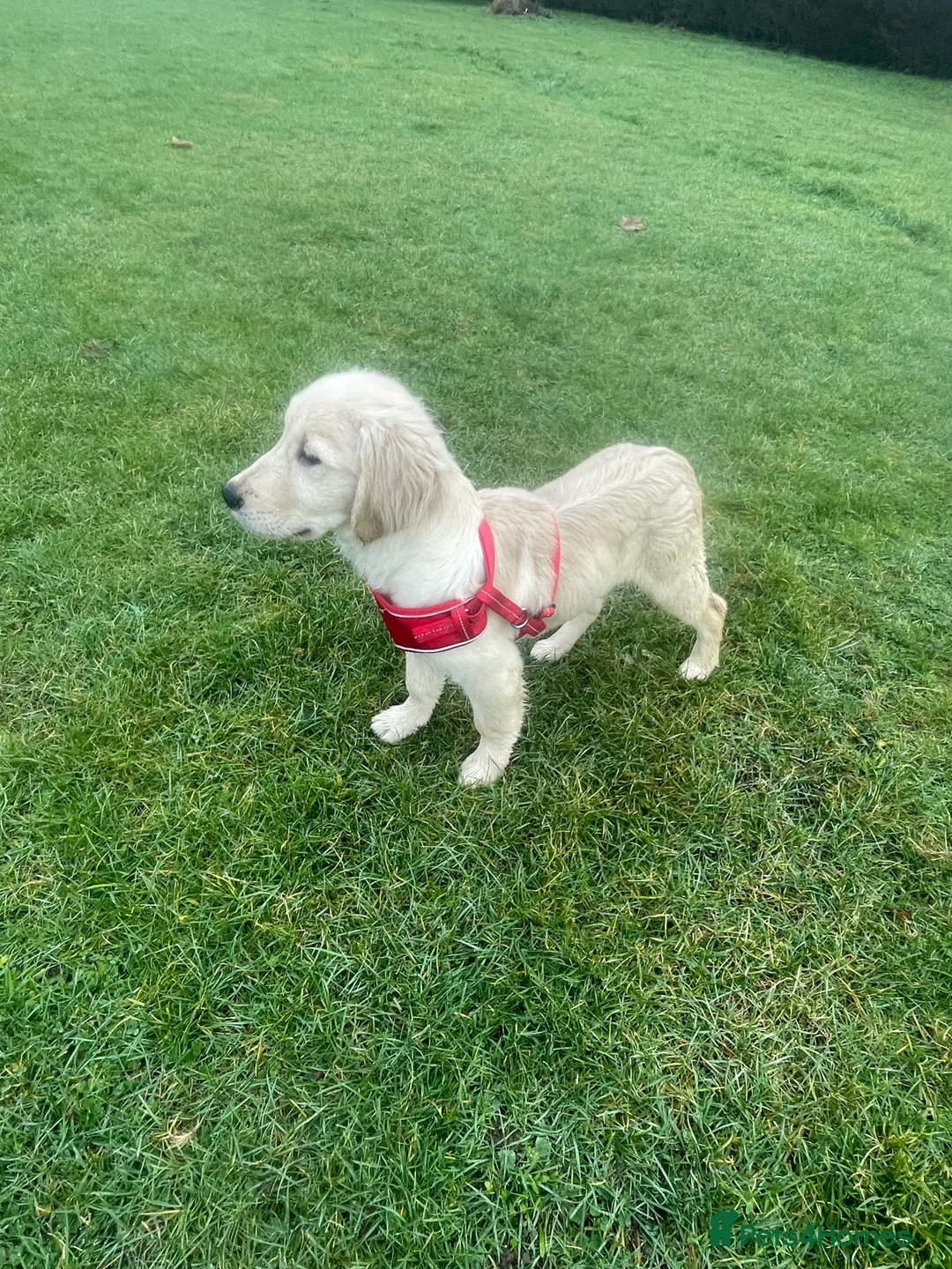 Golden Retriever dogs for sale: Stunning Golden Retriever - Prince (6 Months Old) - Advert 3