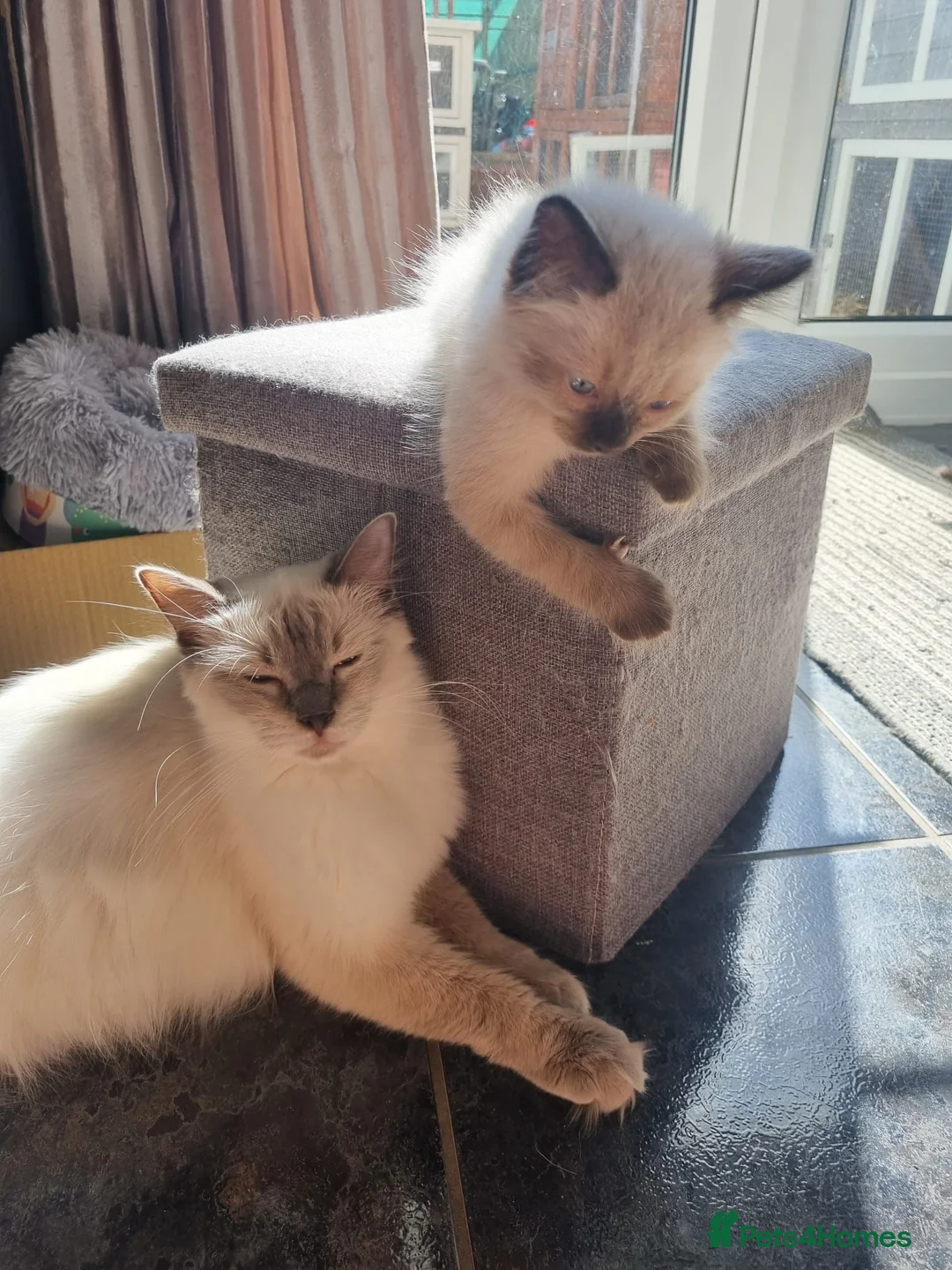 Ragdoll cats for sale: Beautiful loving ragdoll kittens - Advert 2