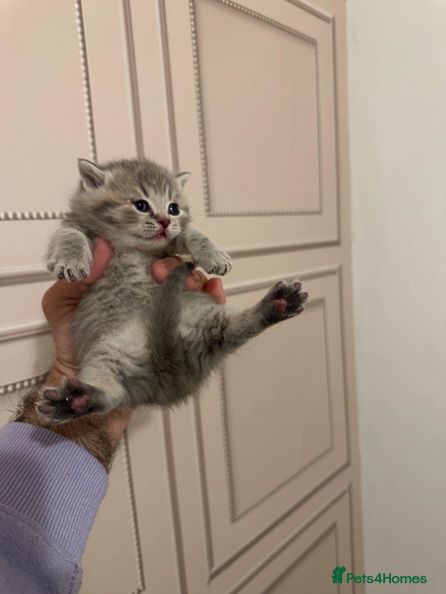 Maine Coon cats British shorthair x Maincoon.  - Advert 18