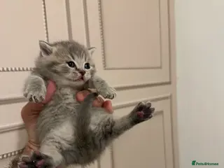 Maine Coon cats British shorthair x Maincoon. - Advert 18