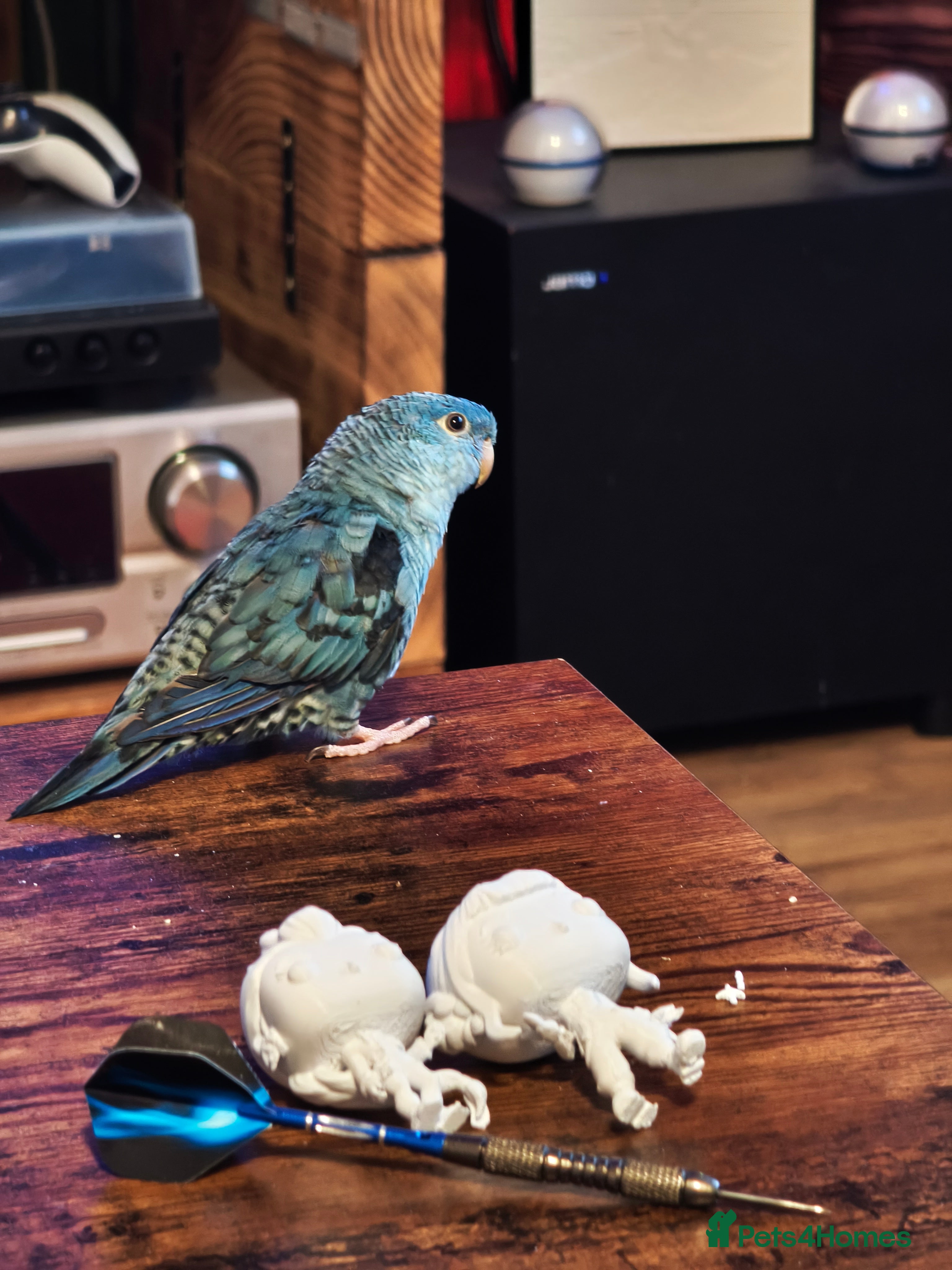 Parakeets birds Pair of male linoated parakeets  - Advert 2